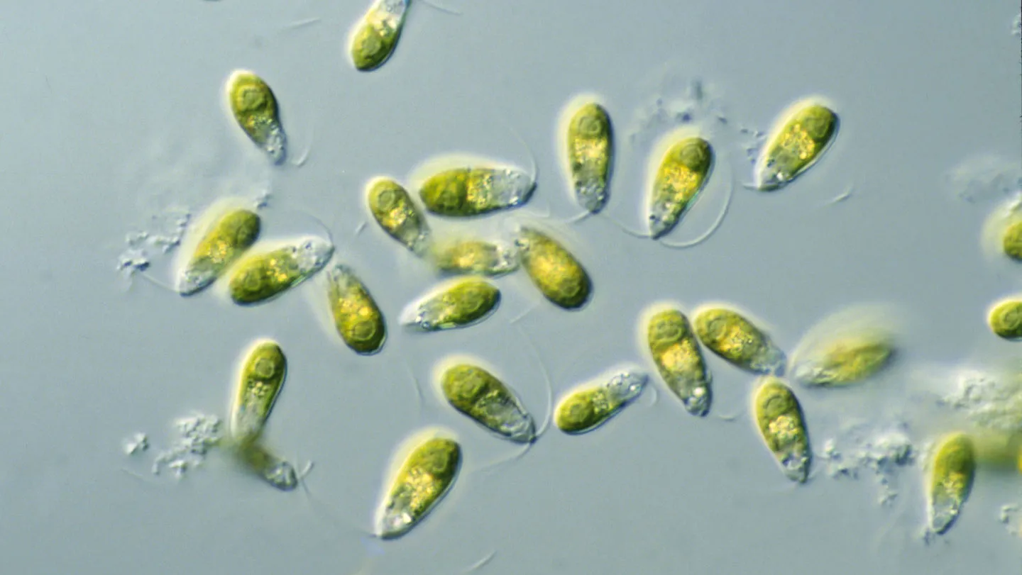 3D-Printed Plastic Beaker Could Be Key to Growing Algae on Mars