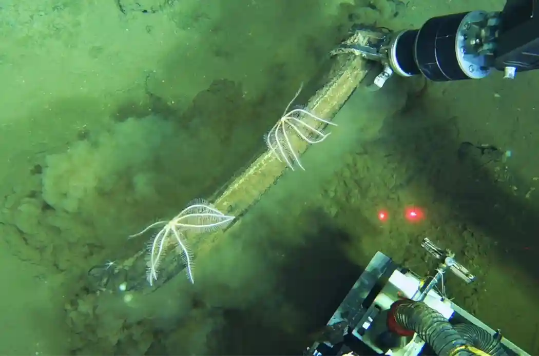 Ancient Whale Graveyard in the Indian Ocean Reveals Thriving Deep-Sea Ecosystem science