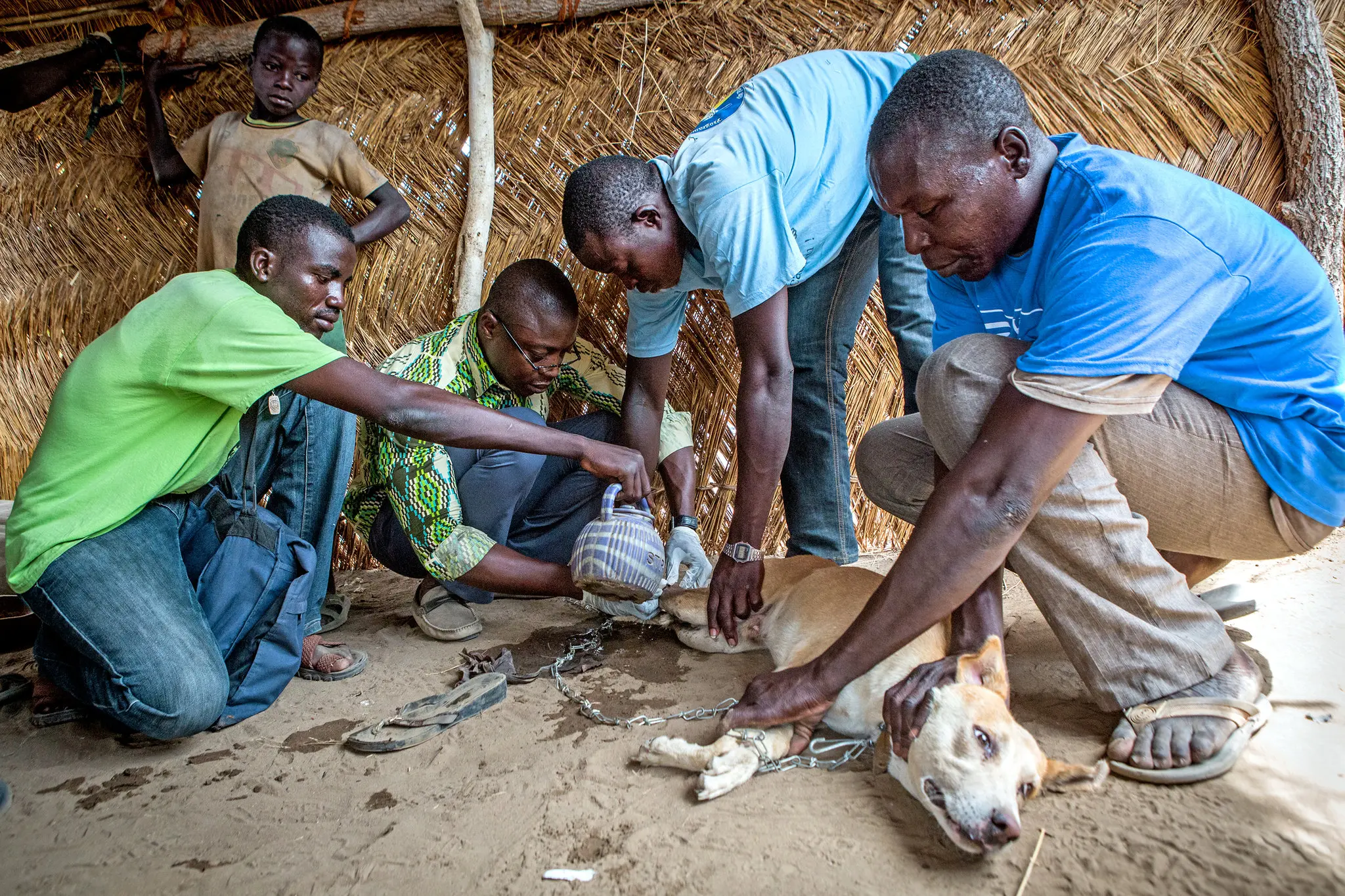 Guinea Worm Makes a Comeback—This Time in Dogs, Threatening Global Eradication Goals