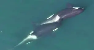 Kelp and Craft: Orcas Show Surprising Signs of Tool Use in the Wild